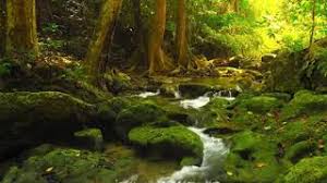 Música relaxante instrumental para estudar e ler, música suave para meditar e melhorar a concentração, focar e acalmar a mente. Musica Para Estudar Orar Ler E Meditar Concentracao Youtube