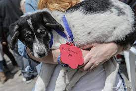 Gently and consistently reinforce a routine — take him for walks, provide meals at regular times, put him on leash for short durations. Stray Dog Adoption Event Held In Greece 1 Chinadaily Com Cn