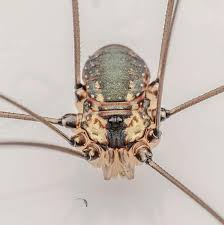 Image result for Haumaniastrum speciosum