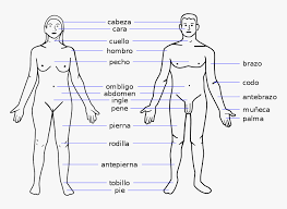 Parts of the body in english | human body parts names. Female Body Parts Name With Picture Free Of The Download Human Body Parts Name In Spanish Hd Png Download Transparent Png Image Pngitem