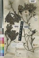 Image result for Euclea schimperi