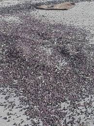 Tunisie Apres Le Lait Et Les Peches Les Olives Jetees Sur La Route
