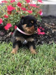 Why Do Some Rottweilers Have A White Spot On The Chest All Red Mahogany Rottweiler Pictures Mississippi Rottweilers