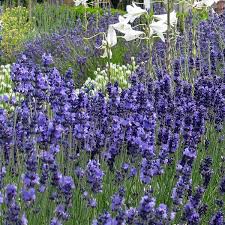 Image result for Lavandula angustifolia Vera
