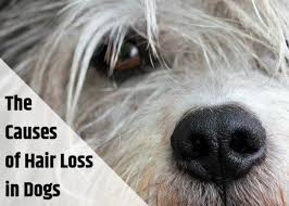 Why Is My Dog Losing Hair And What Should I Do About It In 2020 Dog Hair Loss Dog Losing Hair Hair Loss