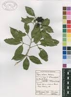 Image result for Vepris reflexa
