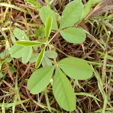 Image result for Crotalaria andromedifolia