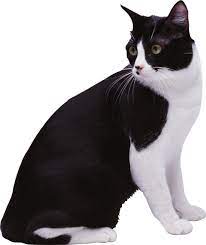 Download Black White Cat Png Image With Transparent Background Cats Image Cat White Cat