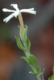 Image result for Jasminum stenolobum