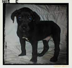 We did not find results for: Labrador Mix Puppies Pets And Animals For Sale Ohio