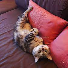 0329 這就是翹腳髯嘴鬚 缺工作找我 望安cafe wangan cafe 鬍鬚 catwhiskers 翹腳髯嘴鬚 勇勇 cat money cat 那時候換我 millionaire