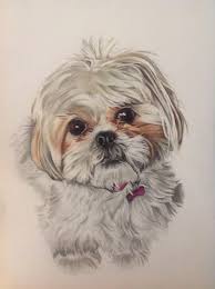 Shih Tzu Shihtzublack Dog Paintings Watercolor Dog Animal Paintings