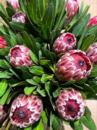 Image result for Protea wentzeliana