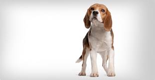 Image result for bígl