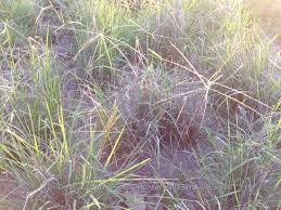 Image result for Enteropogon