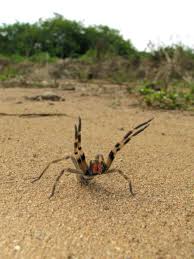 Sep 30, 2020 · the brazilian wandering spider is native to central and south america. A Deadly Breed Of Spider Which Gives Bite Victims Painful Erections Could Have Made It To The Uk