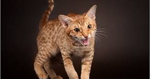 cat ocicat photo koshka ociket foto ociket koshki