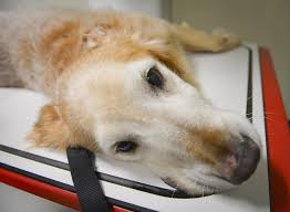 People who know how to euthanize a dog at home, prefer tylenol since it relaxes the respiratory muscles of if you don't know how to euthanize a dog at home with medications, then sleeping pills keep on being find out the best products and read the reviews and the buyer guides before buying. How To Euthanize A Dog At Home Euthanizing Dog Without Vet