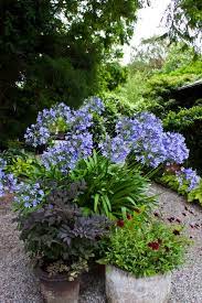 Always Loved Big Pots Of Agapanthus Around A Pool Or Lining A Pathway Plants Around Pool Garden Containers Trees To Plant