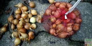 Epingle Sur Jardinage