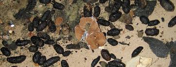 Image result for squirrel poop