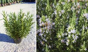 Check spelling or type a new query. Rosmarinus Officinalis Rosemary Plant Shrub Garden Plants Online