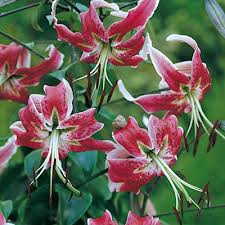 Check spelling or type a new query. Black Beauty Tiger Lily Bulbs Lilium Lancifolium High Country Gardens