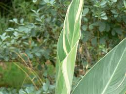 Image result for Crinum rautanenianum