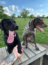 Lost my 2 labrador retrievers last night! They go by Zuko and Azula. I love  them in parkville near the national golf course. Went searching for 3hrs  with no luck. If anyone