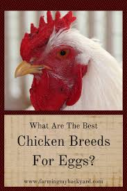 When i eat them, i. What Are The Best Chicken Breeds For Eggs Farming My Backyard