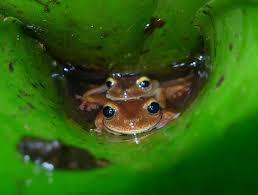 Vögel, fische) gibt es noch die sogenannten amphibien. Kaulquappen Machen Den Absprung Brasilianische Froschart Zeigt Eine Bisher Bei Froschen Einzigartige Fortpflanzungsstrategie Scinexx De