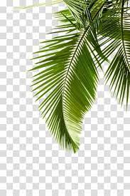 Paper Arecaceae Leaf Palm Branch Tree Leaf Pattern Green Leafed Tree Transparent Background Png Clipart Watercolor Leaves Leaf Print Art Tree Illustration