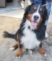 Browse reputable breeders in pa, ohio, indiana and more. Is A Berner Right For You Heart Of Michigan Bernese Mountain Dog Rescue