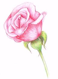 Flower has been a favorite subject of visual artists for long times because of their varied and colorful appearance. Rose Flower Drawing In Colour Novocom Top
