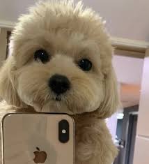All Of The Weirdest Animal Cafes In Seoul In 2020 Rich Dog Pretty Dogs Dogs
