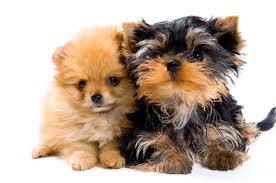 How to take a great dog photo: Yorkie Pomeranian Mix 6 Must Know Facts About Yoranians Perfect Dog Breeds