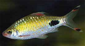 Filament Barb Freshwater Fish Freshwater Fish Fish Fresh Water