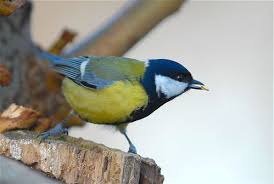 Image result for Kohlmeise vogelhouse