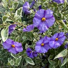 Image result for Lycianthes rantonnetii
