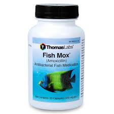 Fish Mox Amoxicillin 250 Mg Capsules 30 Count In 2020 Fish Antibiotics Antibiotic Gram Negative Bacteria
