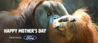 Check out the exact date for mother's day in your country from the list of mothers day dates 2021. Cdhexd0cgrjx M