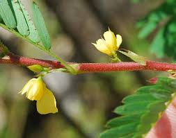 Image result for Chamaecrista grantii
