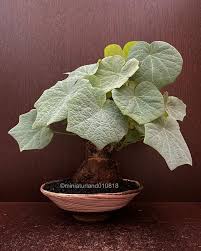 Image result for Sabicea venosa