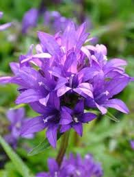 Campanula Glomerata Superba Claire Austin Campanula Flowers Campanula Beautiful Flowers