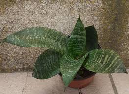 I am looking for a gardener who has a chainsaw, knows how to prune and is  honest.