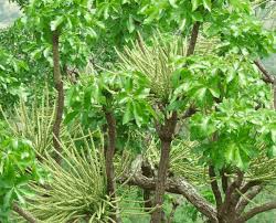 Image result for Cussonia arborea