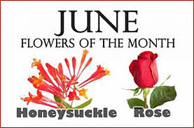 June Birth Flower Of The Month Quote June Birth Flower Birth Flowers Birth Flower Tattoos