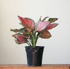 Image result for Aneilema nyasense