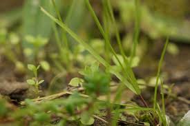 Treten engerlinge im rasen auf, können sie diesem stark zusetzen. 10 Hausmittel Gegen Unkraut Mit Essig Salz Co Vernichten