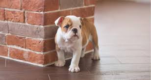 He's had frontline plus applied to his neck, and. Can I Use Flea Shampoo On My 8 Week Old Puppy Petcoach